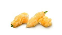 20 MADAME JEANETTE HABANERO CHILLI SEEDS 100% GUARANTEED SEEDS
