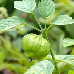125+ Grande Rio Verde Tomatillo Seeds – Large Green Fruit – Heirloom, Non-GMO