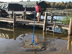 Beachroller – Lake Weeds and Muck Gone! SCRATCH & DENT SALE- SAVE $$$$!!