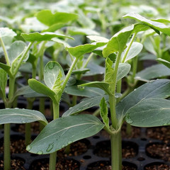 Sweet Tiger Baby Watermelon Seeds 50+ Non-GMO Ultra Sweet Easy Grow