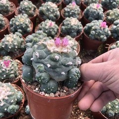 Succulent Cactus Plant Home Garden Decoration Beautiful Cactus Plants 6-8cm