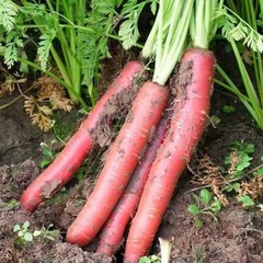 Red Fruit Carrot Seeds – 1000 Seeds – Non-GMO Heirloom Root Vegetable