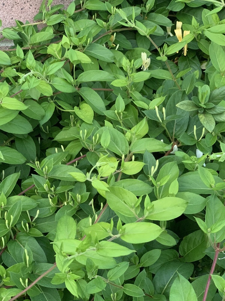 1 LIVE LG ROOTED PLANTS HONEYSUCKLE VINES WHITE YELLOW FLOWERS Japanese Lonicera