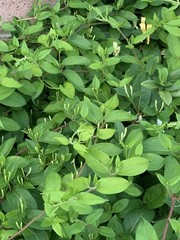1 LIVE LG ROOTED PLANTS HONEYSUCKLE VINES WHITE YELLOW FLOWERS Japanese Lonicera