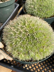 Deuterocohnia Brevifolia Rare Specimen Succulent Easy Care Live Collector Plant