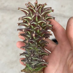 1Pieces 6-8cm Cactis Live ’Monadenium guentheri Caudex Cactis Garden Rare