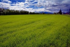 Annual Rye Grass 10 lbs Grass Seed Fast Growing Winter Fall Rye Grass FAST SHIP