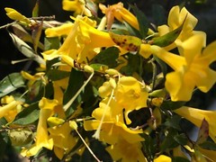 6 Yellow Carolina Jasmine Live Plants with Roots Starter Vines Climbing