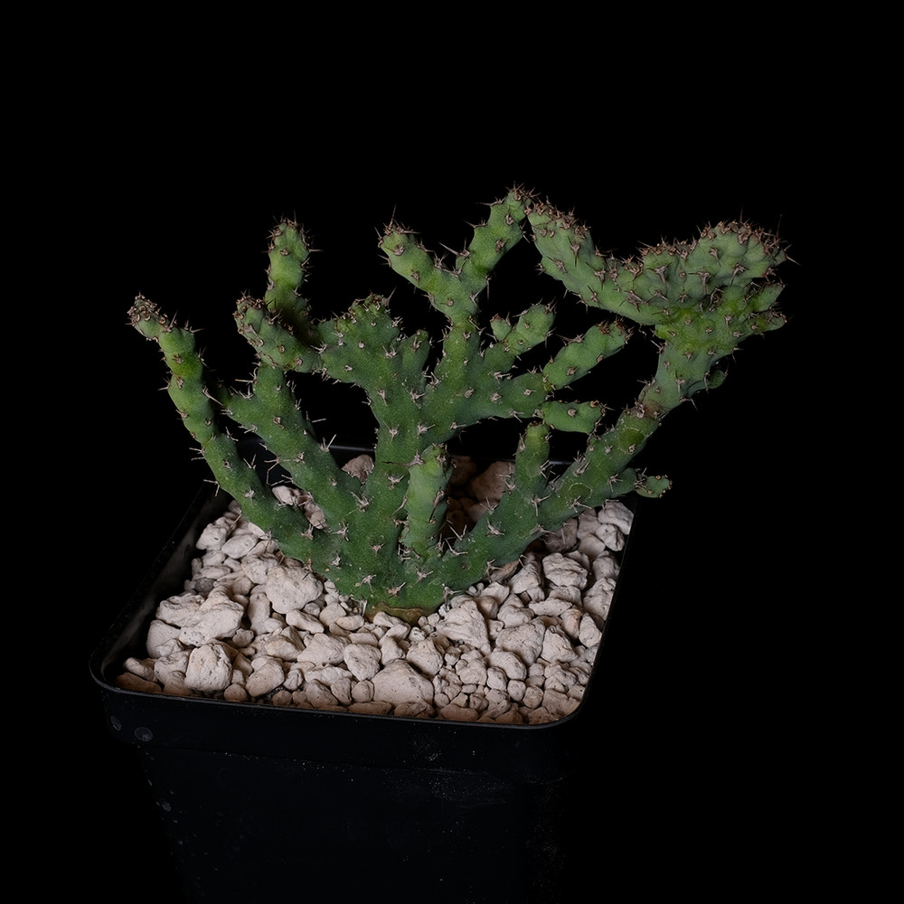 Euphorbia petricola crested – 3.25″ pot – Euphorbiaceae