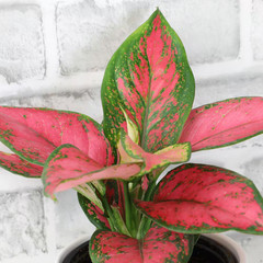 4.25 In. Pink Chinese Evergreen Aglaonema Beauty Live House Plant in Grower Pot