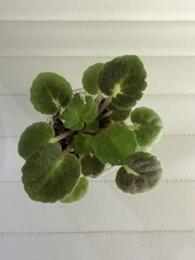 African Violet PLANT ~ R-Durman Starter