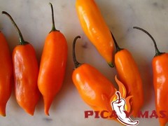 30 YELLOW AJI PERU CEVICHE CHILLI SEEDS SEEDS 100% GUARANTEED