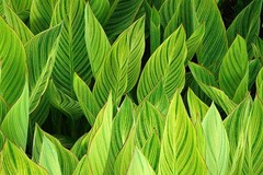 Canna Lily Pretoria / Bengal Tiger: Variegated Green Foliage – 2-Rhizomes