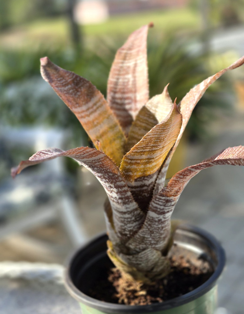 Hohenbergia Correia-Araujoi FUDGE RIPPLE Bromeliad Tropical Plant, Full Sun