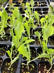 Romaine Lettuce Live Plants – Seedlings/Plugs- 3″- 6″ tall – 30-50 days