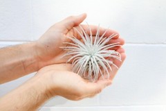 Tectorum Ecuador Air Plant – Multiple Sizes, Easy Care Indoor/Outdoor Decor