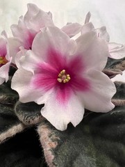 African Violet Plant Steffanos Starry Eyes Large Standard Big Starter