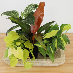 4.25 In. Philodendron Assortment (4-Pack)