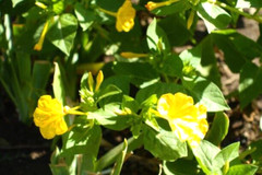 25 YELLOW FOUR O’CLOCK SEEDS | SALE FREE SHIPPING NON GMO HEIRLOOM