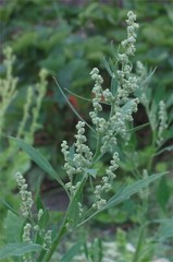 Lambs Quarter, wild spinich (Chenopodium album) Seeds