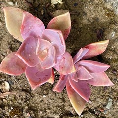 Rare Pink Succulent Graptoveria Dusty Easy Care Bare Root Live Plant 1-Head 2″