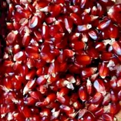60+ STRAWBERRY RARE RUBY CORN SEEDS RED AUTUMN SWEET HEIRLOOM NON-GMO POPCORN US