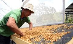 Costa Rican Tarrazu Coffee Beans Roasted Daily Medium 5 Pounds In 1 Pound Bags