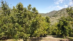 Fresh Macadamia Nuts in shell from California (5 LBS)