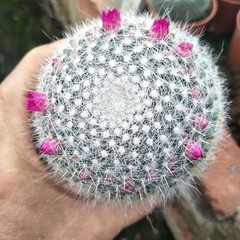 Mammillaria hahniana – Easy-Care Live Cactus Plant for Beginners
