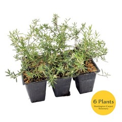 Huntington Carpet Rosemary in 3.5″ Nursery Cubes, Rosmarinus officinalis Plant