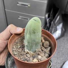 8CM Succulent Cactus Plant Eulychnia Castanea Male Sexy Cactaceae Home Garden