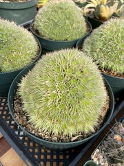 Deuterocohnia Brevifolia Rare Specimen Succulent Easy Care Live Collector Plant