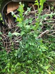 Wild Prickly Lettuce SEEDS Lactuca Serriola Medicinal*Pain/Withdrawal~100% Clean