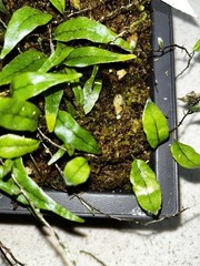 Microgramma sp. ‘hirsute blue’ Ecuador 4×6 Bonsai Pot Rare