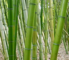 Chinese Timber Bamboo Phyllostachys Vivax Rhizome Fast Growing