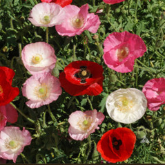 Wildflower Mix DRY AREA MIX w/Perennials Full Sun Pollinators Non-GMO 1000 Seeds