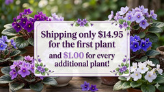 African Violet Plant Optimara Modesty Starter Plant Standard