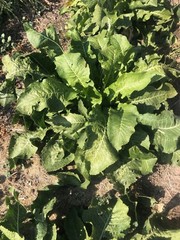 HORSERADISH CROWNS (Common), ORGANIC: 6 ea. for planting. PLANT ANYTIME.
