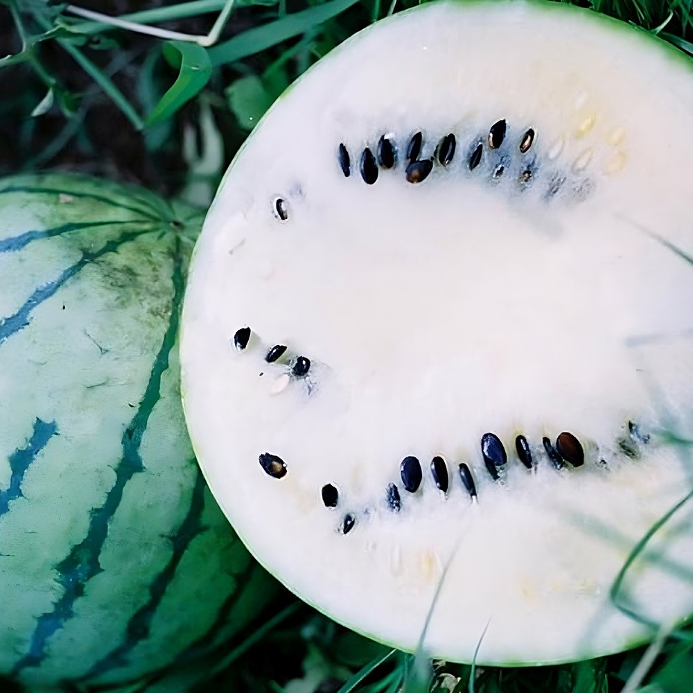 Cream Of Saskatchewan Watermelon Seeds | White Flesh 8-12 LBS | Free Ship | 1048