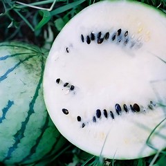 Cream Of Saskatchewan Watermelon Seeds | White Flesh 8-12 LBS | Free Ship | 1048