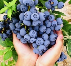 1000+ BLUEBERRY FRUIT SEEDS SWEET NON GMO FRESH HARVEST FREE SHIPPING