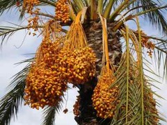 1- Medjool 1+ Year Old Date Palm Seedling Phoenix Dactylifera Plant Sapling