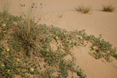Citrullus colocynthis, Abu Jahls Melon – 10 Sementes