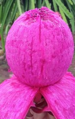 DRAGON FRUIT CUTTINGS – MULTIPLE VARIETIES – 8″ – 12: SIZE