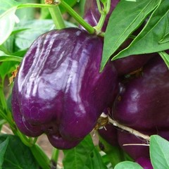 25 Premium Sweet Purple Beauty | NON-GMO | Pepper Seeds-B 10