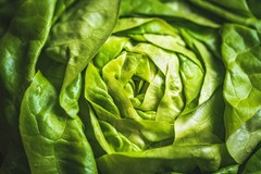 2000 BIBB LETTUCE (Limestone Lettuce) Lactuca Sativa Vegetable Seeds