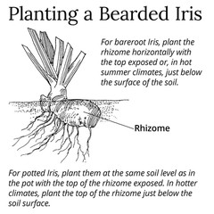 Tall Bearded Iris Reblooming Victoria Falls Freshly Dug 1 Rhizomes