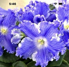 African violet PT Osernyj Gorod/Lake City Starter
