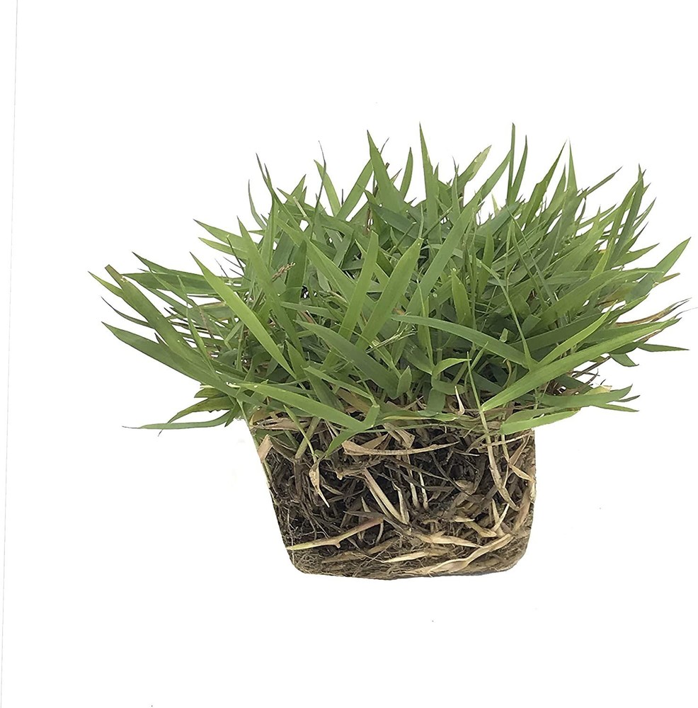 Zoysia Sod Plugs – Large 3″ x 3″ Plugs – Drought, Salt & Shade Tolerant Turf…
