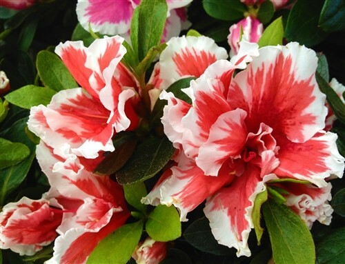 ~~MARDI GRAS~~Azalea Rhododendron Deciduous Starter Plant~~RED & WHITE BI-COLOR~